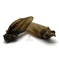 Rinderohren mit Muschel, Brasilien