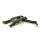 Fisch - Bombay Duck