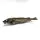 Fisch - Ganzer Wittling