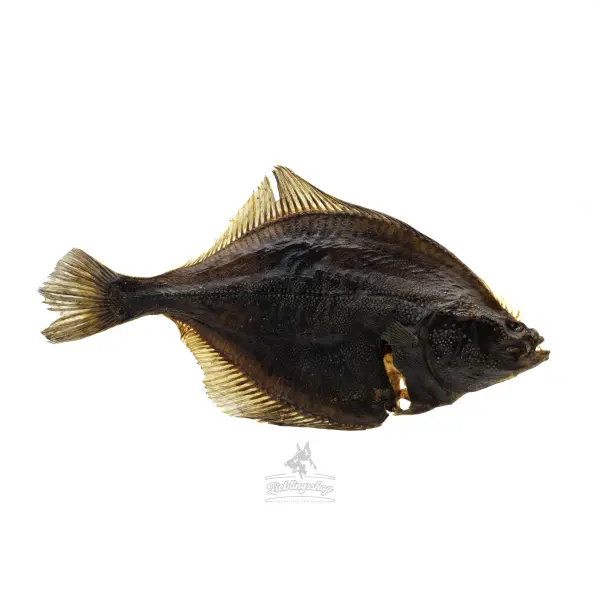 Fisch - Schollenfilet