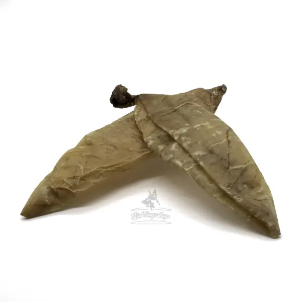 Kälberblase, ganz, ca. 30-35cm